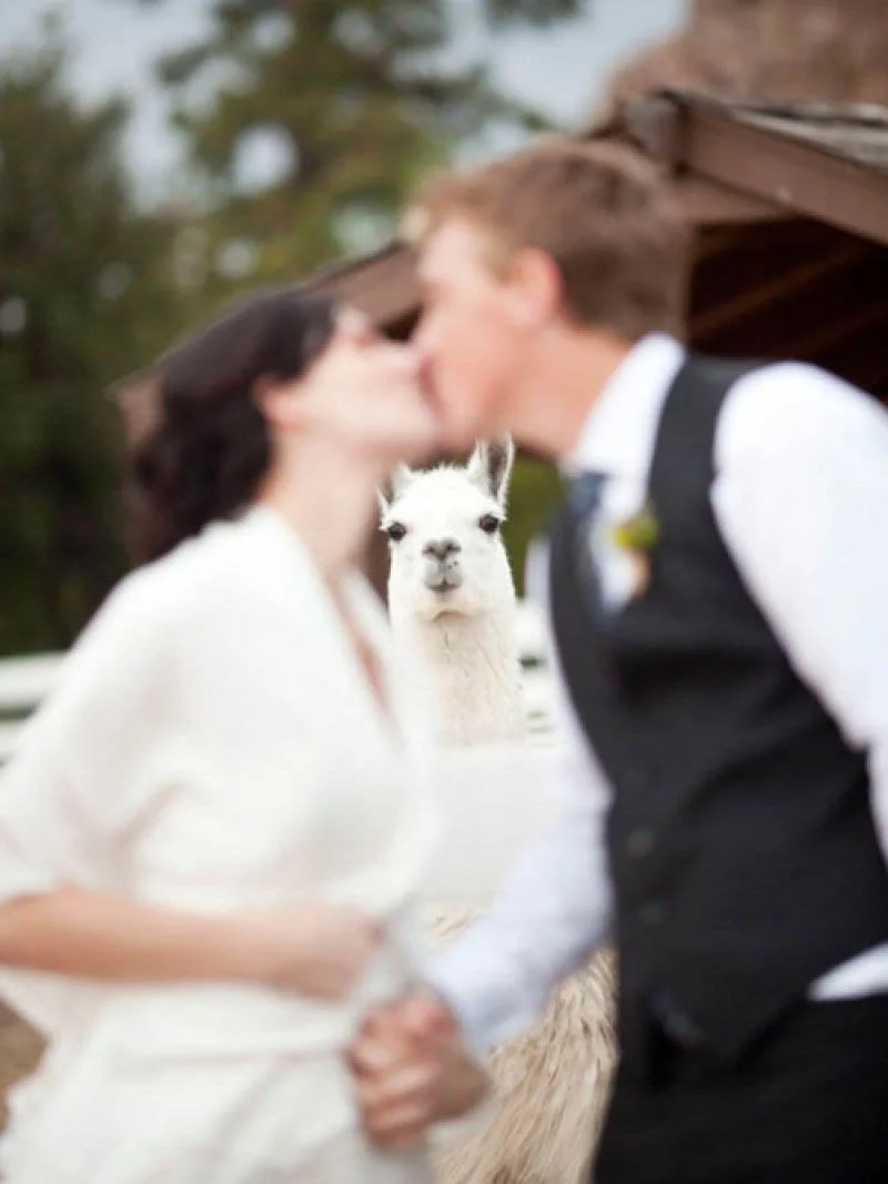 llama-photobombs-married-couple_goog.jpg