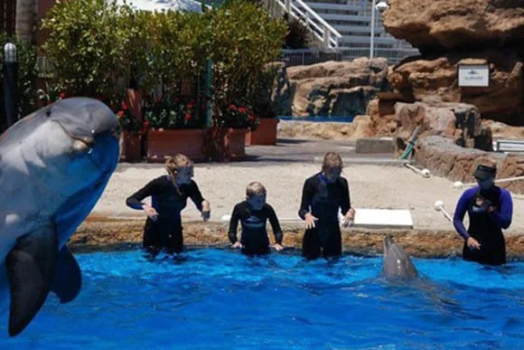 dolphin photobombing_goog.jpg