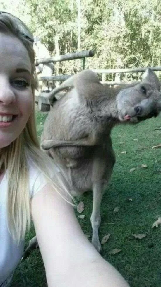 kangaroo photobombs_goog.jpg