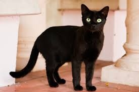 tomasso cat 2_goog.jpg