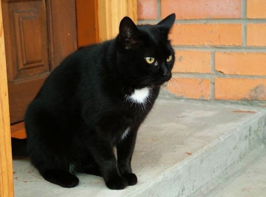 %22blackie%22 cat_goog.jpg
