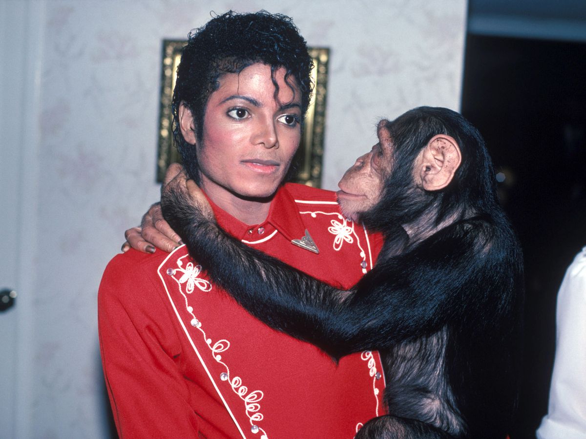 bubbles the chimp 1_goog.jpg