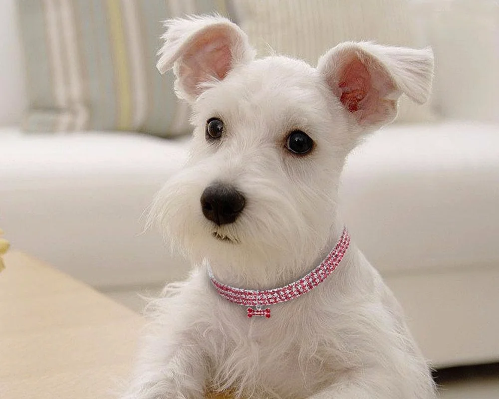 dog+with+diamond+collar_goog.jpg