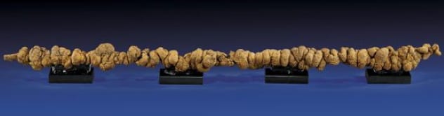 meter long fossilized poop_goog.jpg