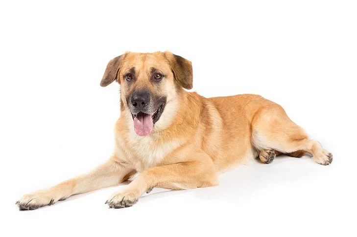 Chinook_goog.jpg