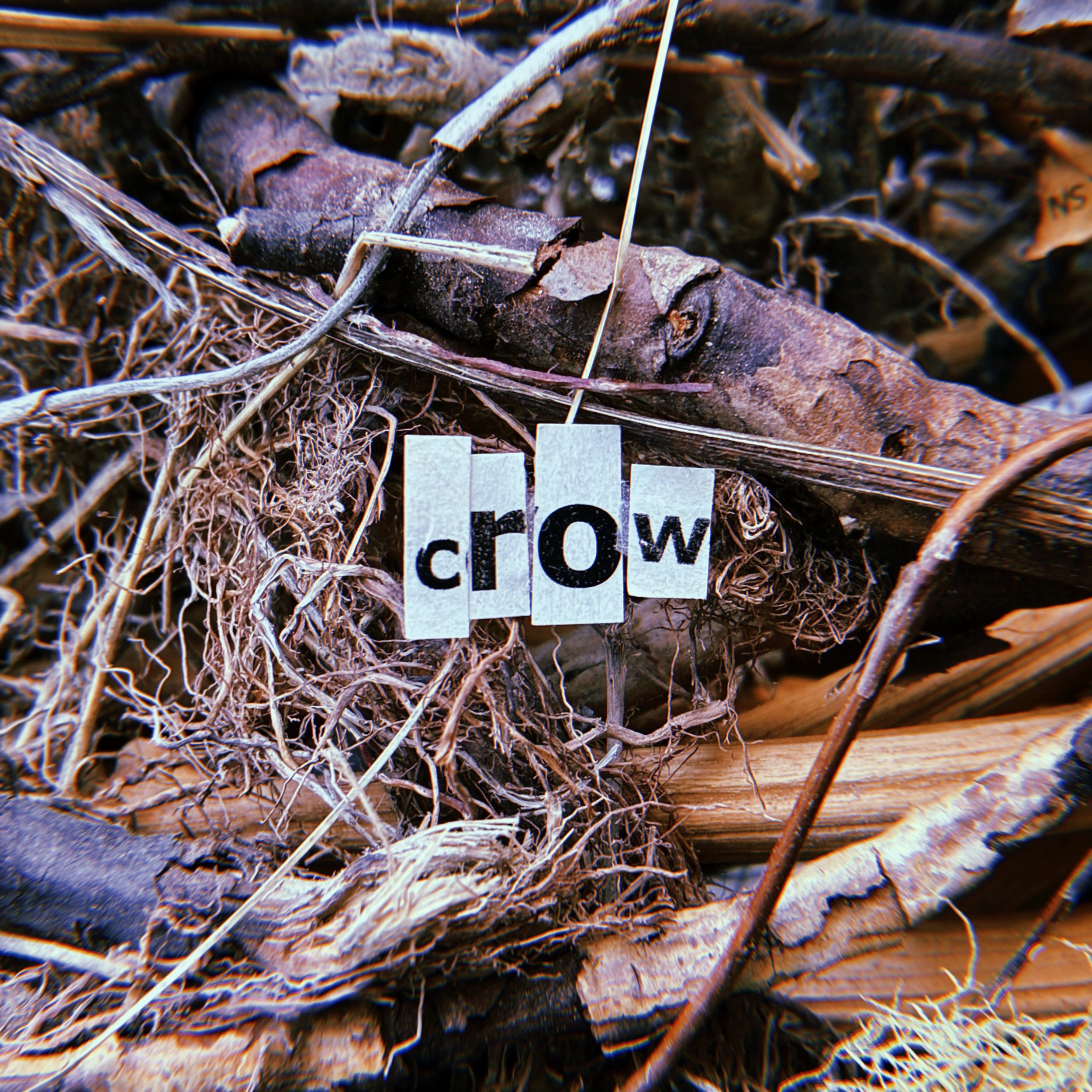 CROW.JPG