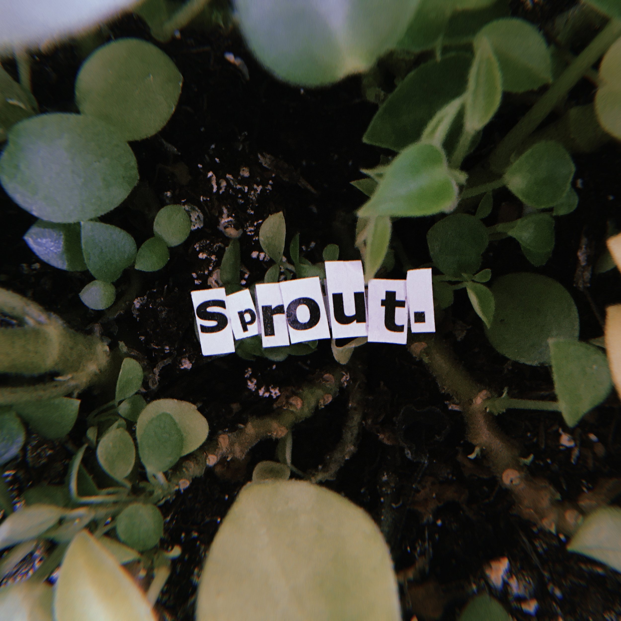 SPROUT.jpg