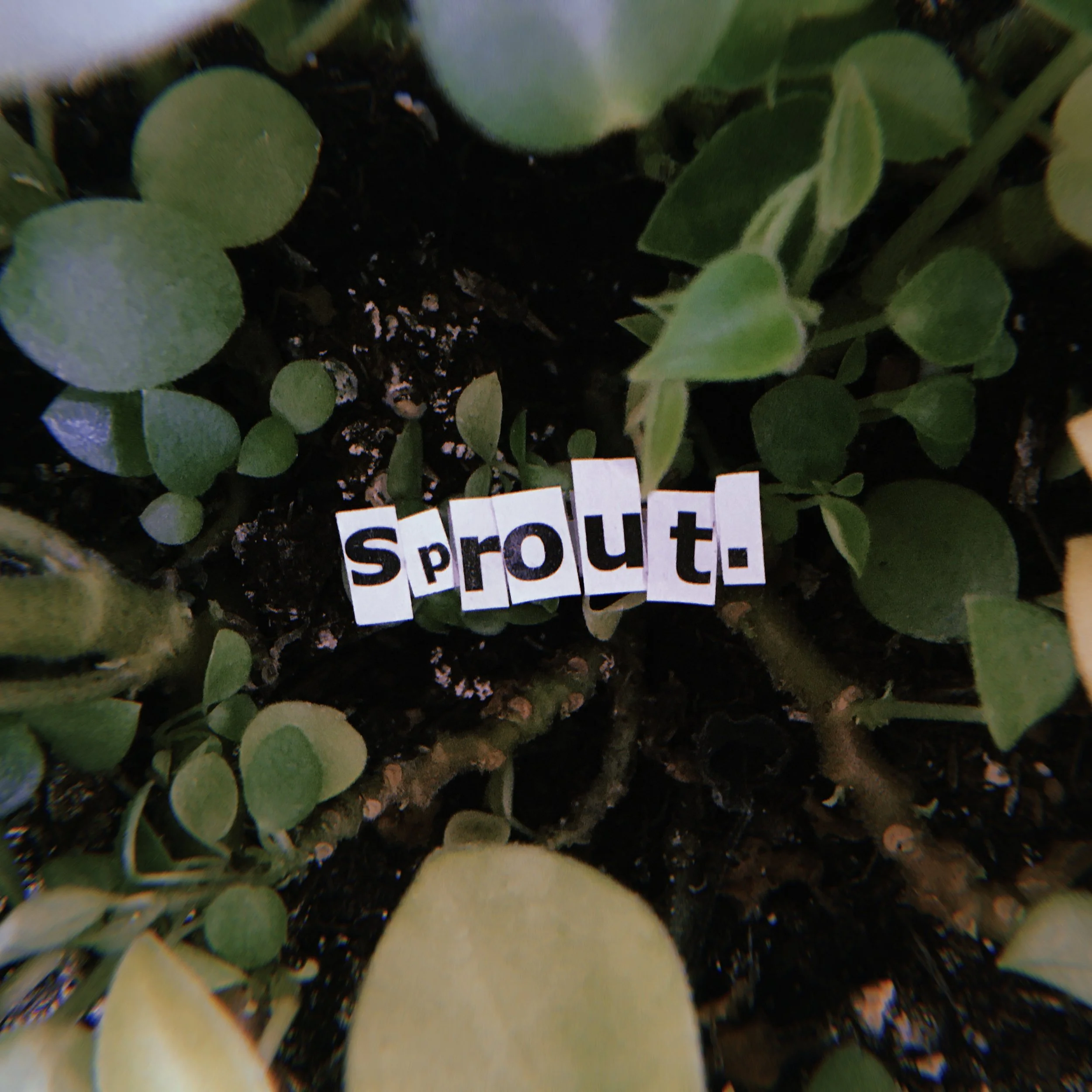 SPROUT.jpg