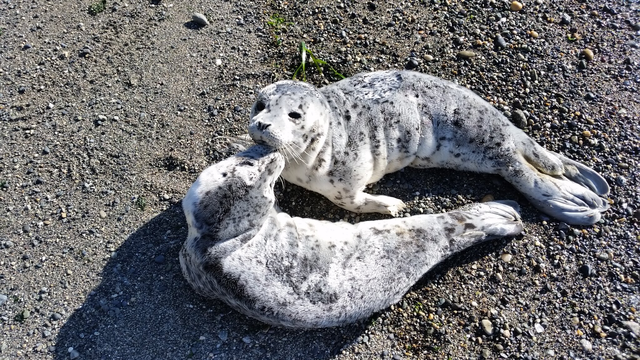 Seals on Beach, two.jpg