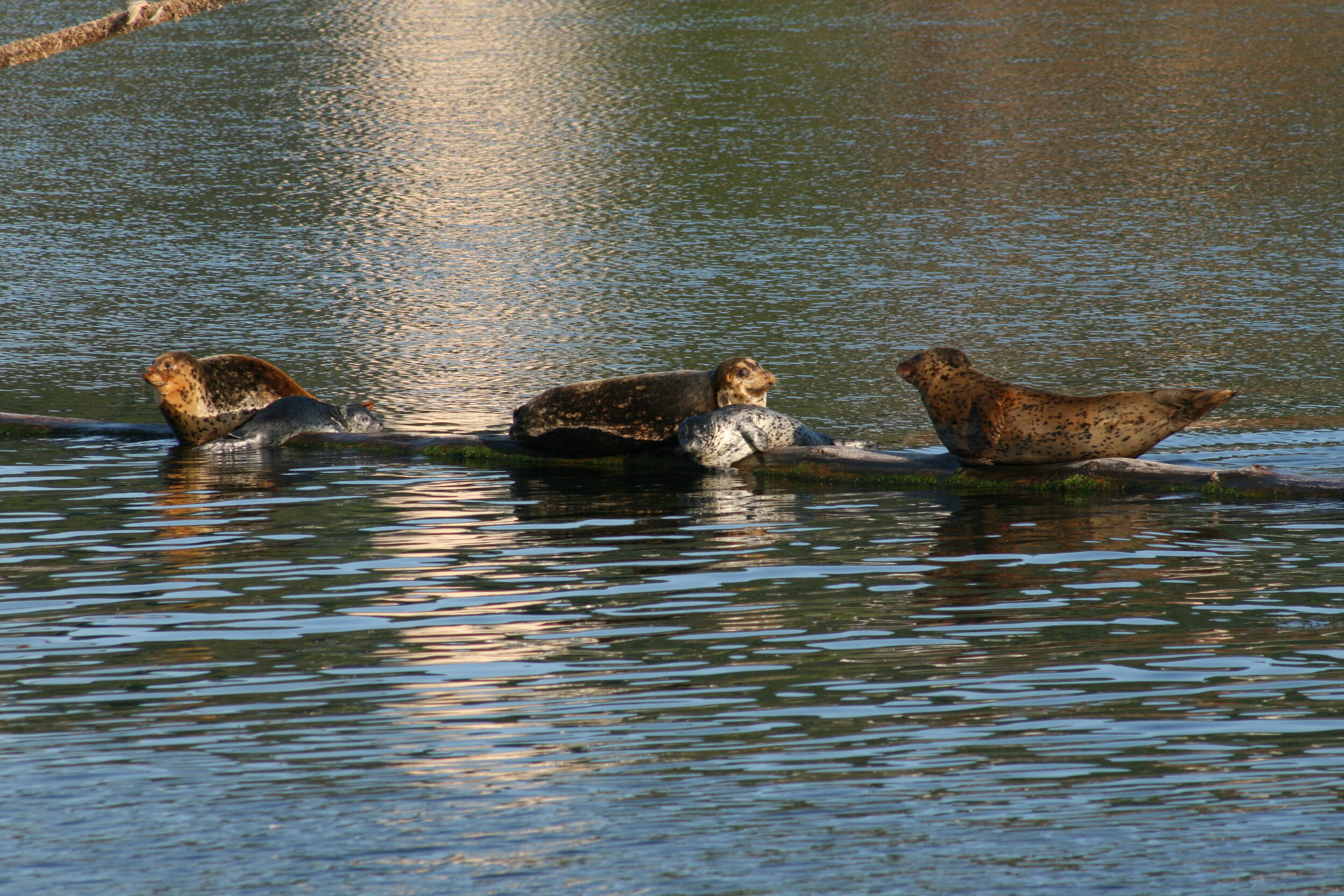 Harbor seals with pups on log.JPG