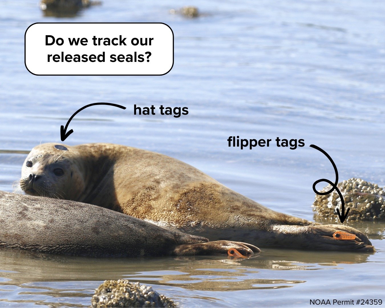 seal tags.jpg