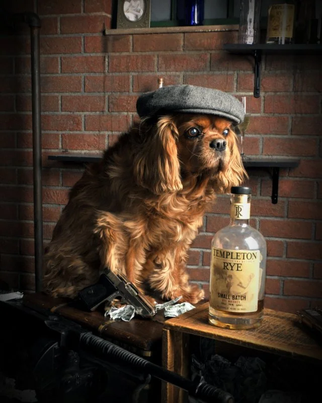 2-16-24 mobster dog jf_0.jpg