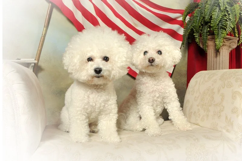 08-11-23 civil war pups.jpg