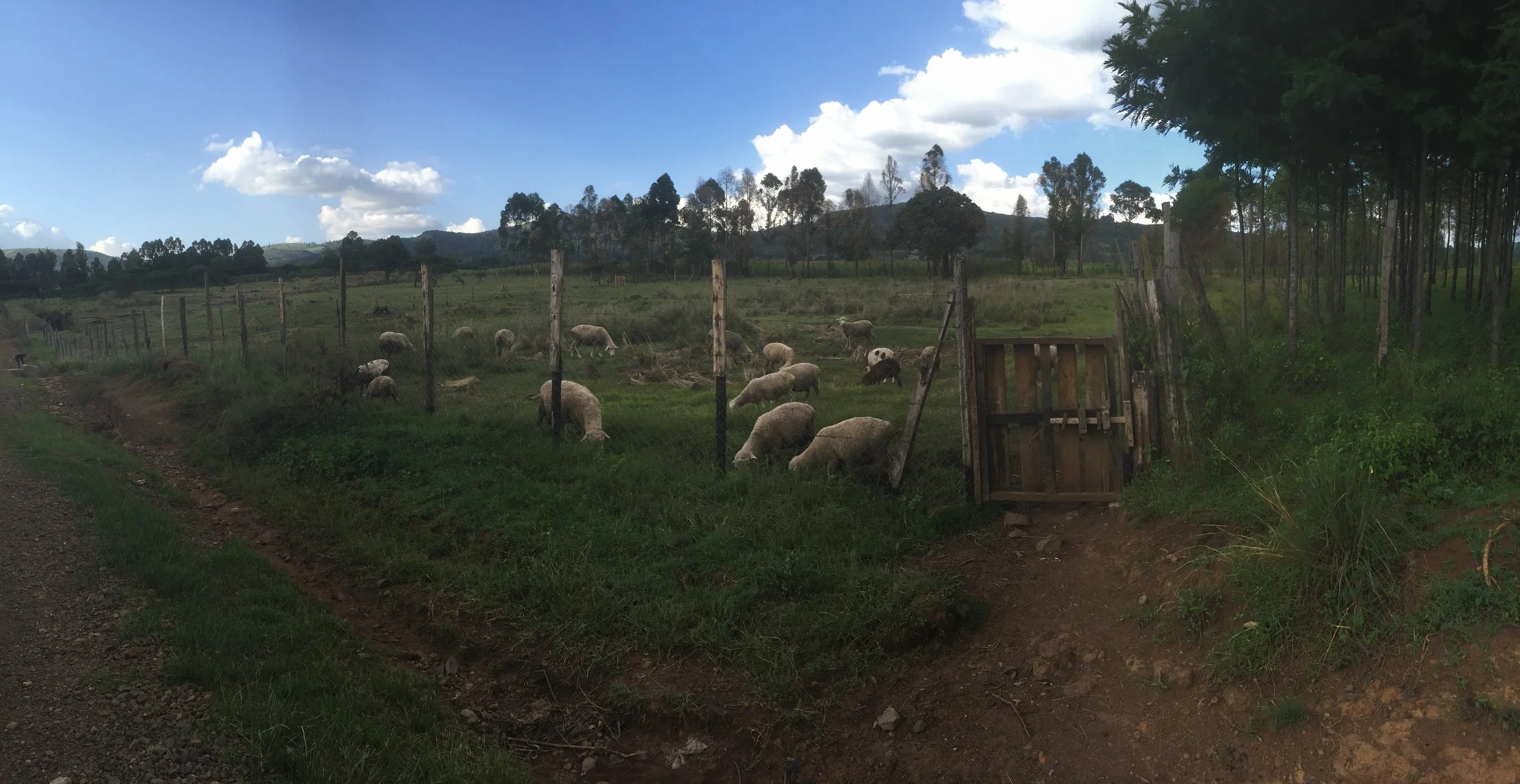 A view of our local agriculture, a big part of our mission to empower self-sustaining nutrition and feeding.