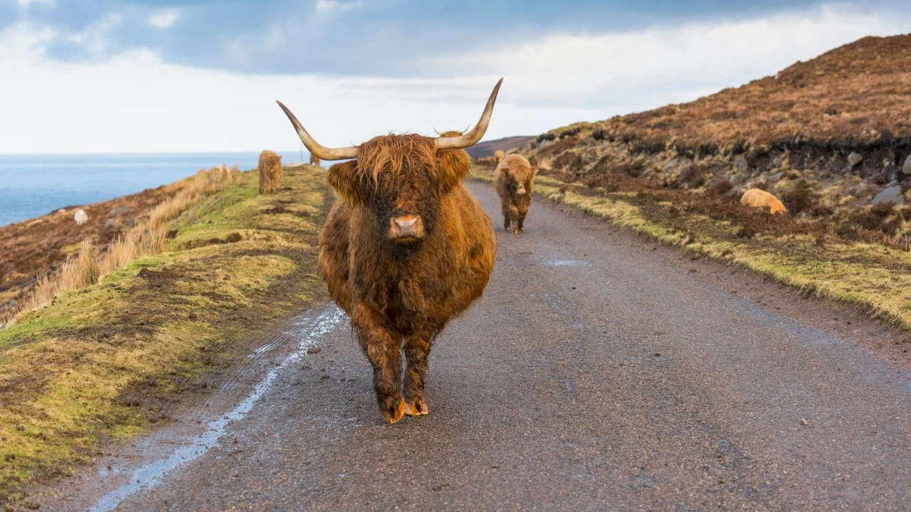 highland-cow-12-1.jpg