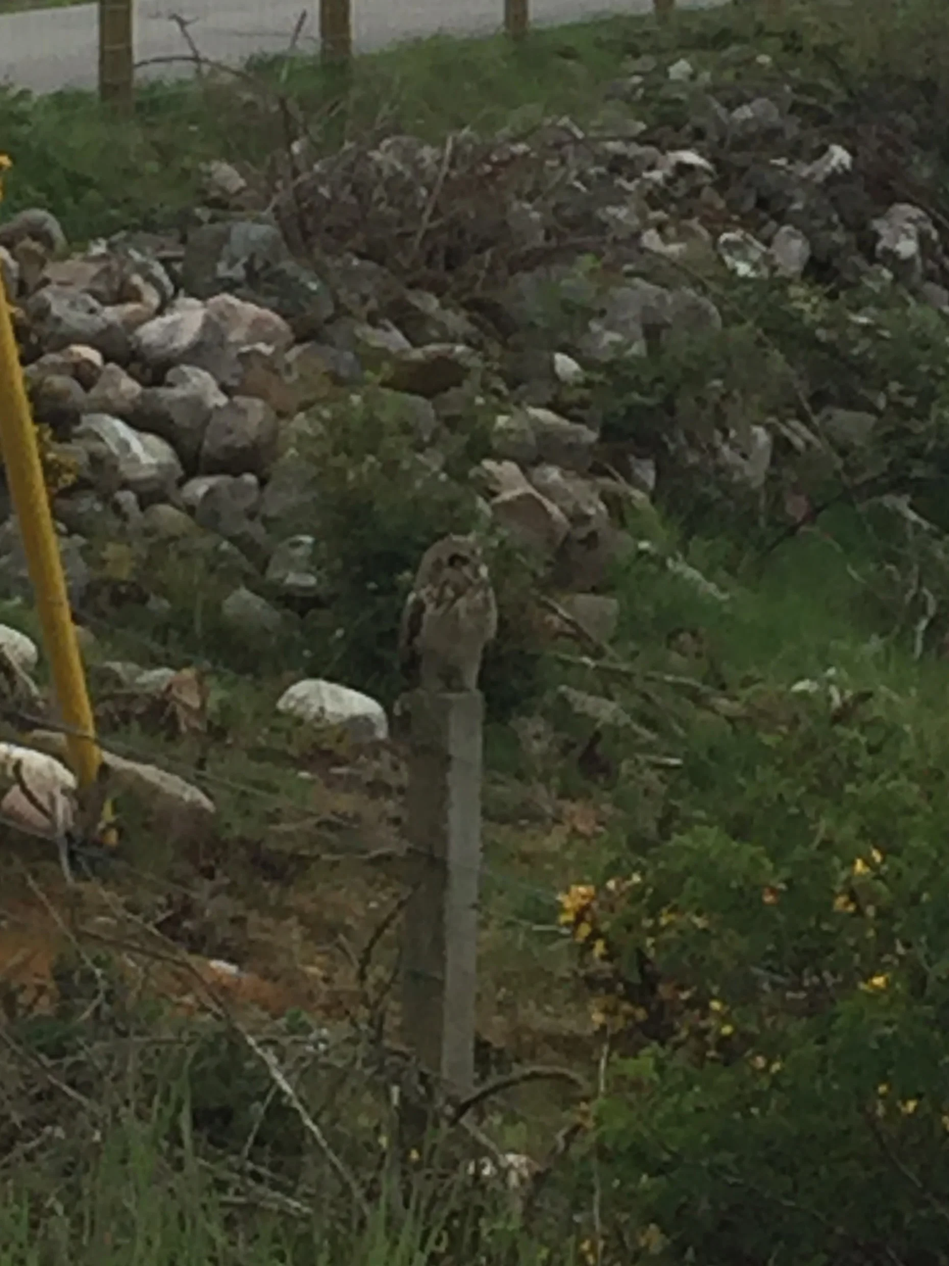 Is this the 'Little Owl'? Yesterday morning, this owl was greeting Barns Campsite guest at the driveway. We have never seen it here before but we hope it will stay :-)
