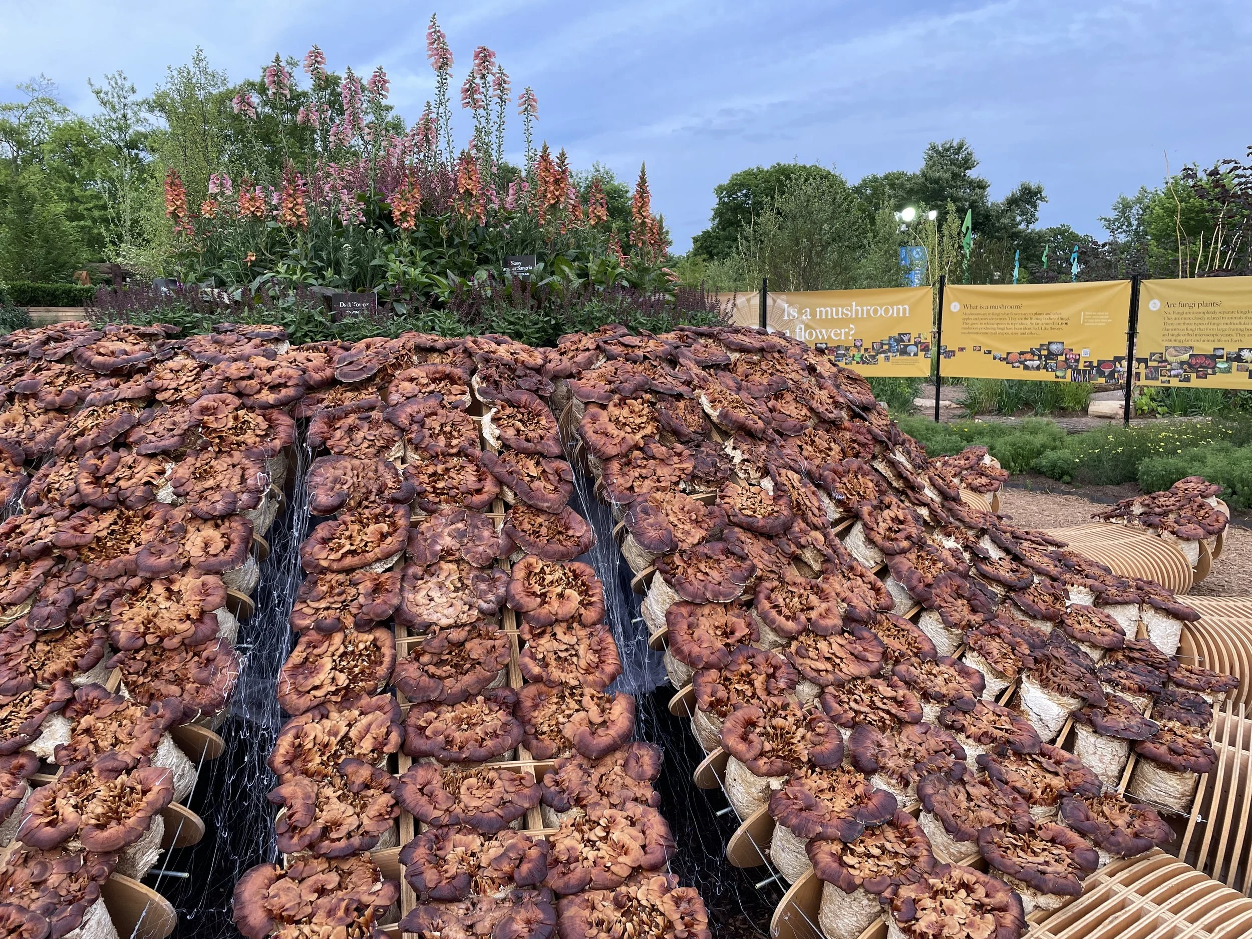 Multiple bundles of mushrooms arranged in rows with water flowing over them, with flowering plants and informational signs in the background at a botanical garden or farm.
