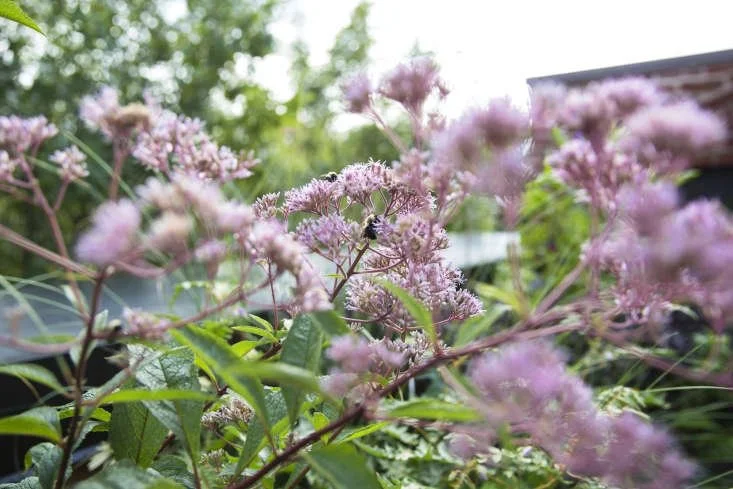 Close-up of pink flowers with green leaves and blurred background.