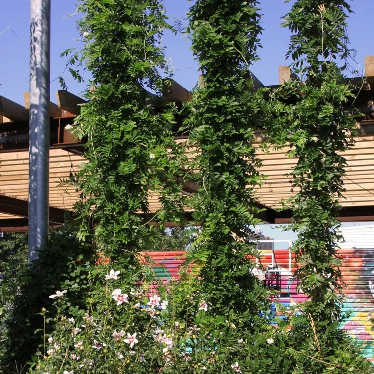 Vertical green vines climbing up a wooden pergola with colorful mural in the background
