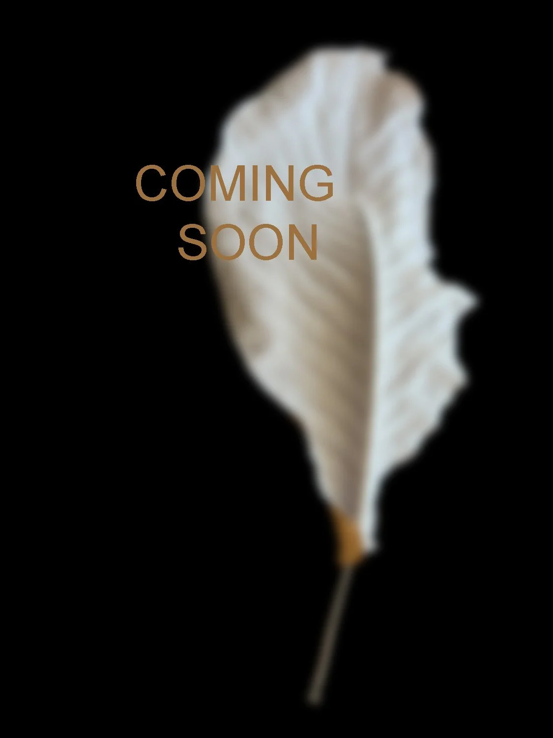 IMG_2619_coming_soon.jpg