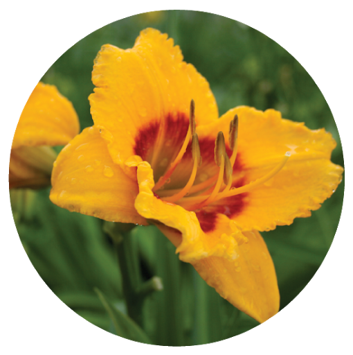 Daylily.png