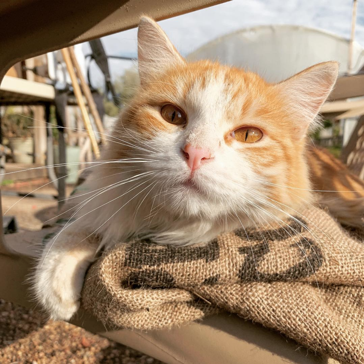 Cheeto