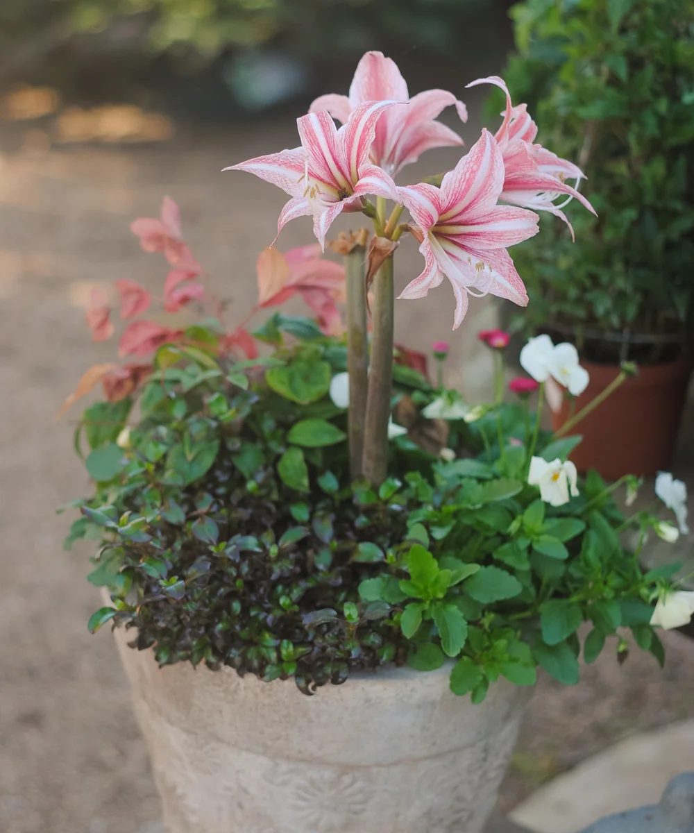 Every container must have a showstopper! The early spring container pictured above features a beautiful lily.