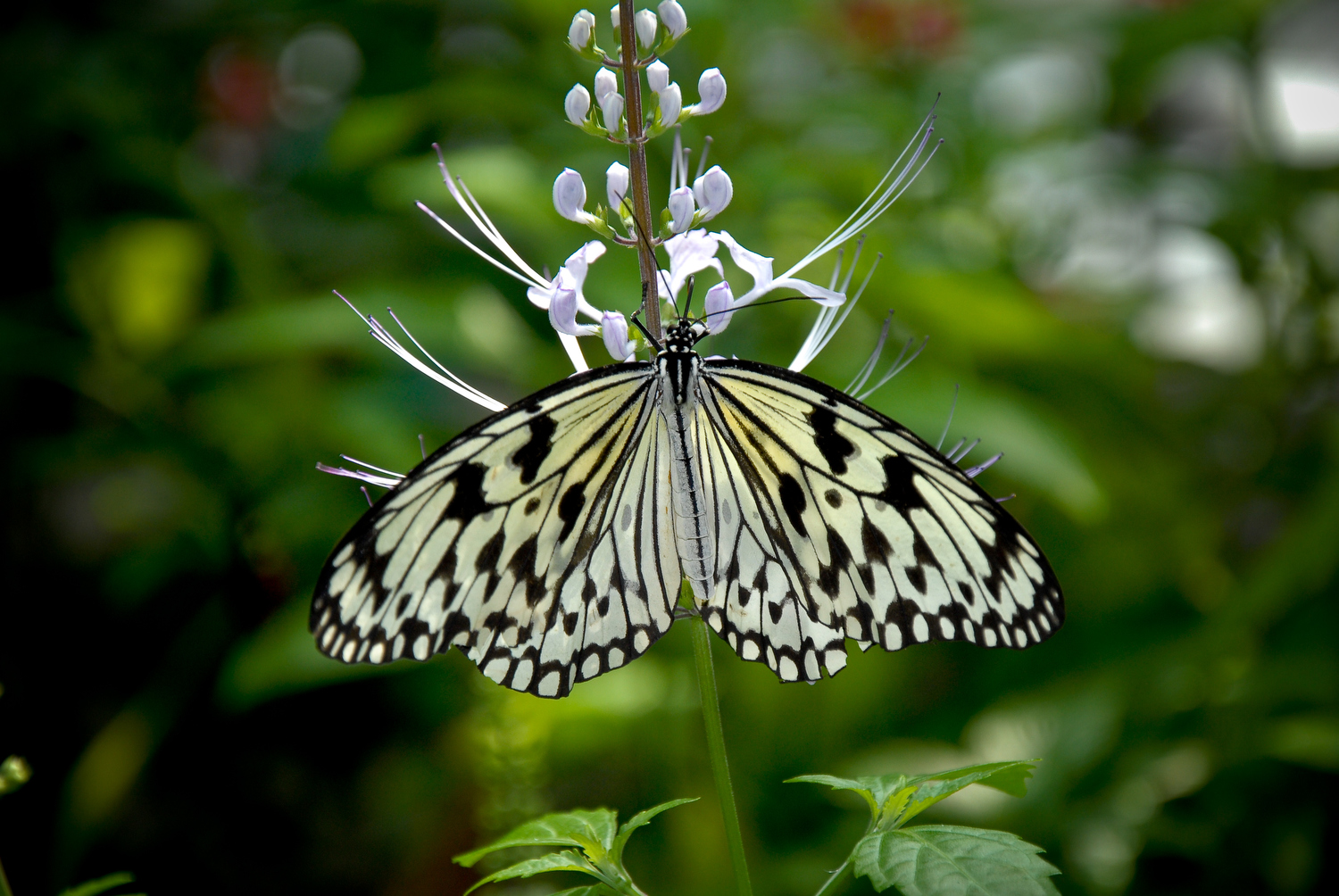 Butterfly Gardens - Alabama Cooperative Extension System