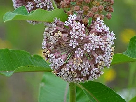 asclepias-syriaca-common-milkweed_main_467x705.jpg