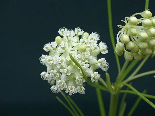 asclepias-verticillata-whorled-milkweed_flower_540x405.jpg