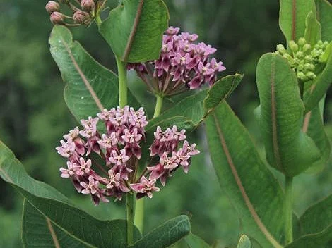 asclepias-sullivantii-prairie-milkweed_leaves_470x705.jpg