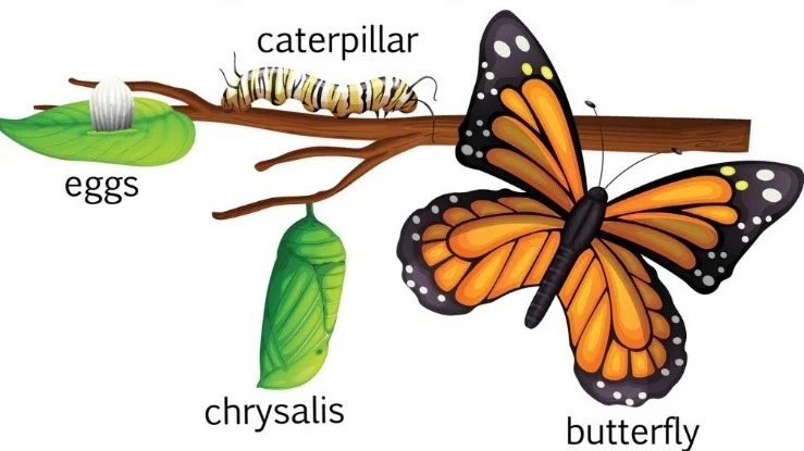 Monarch+lifecycle.jpg