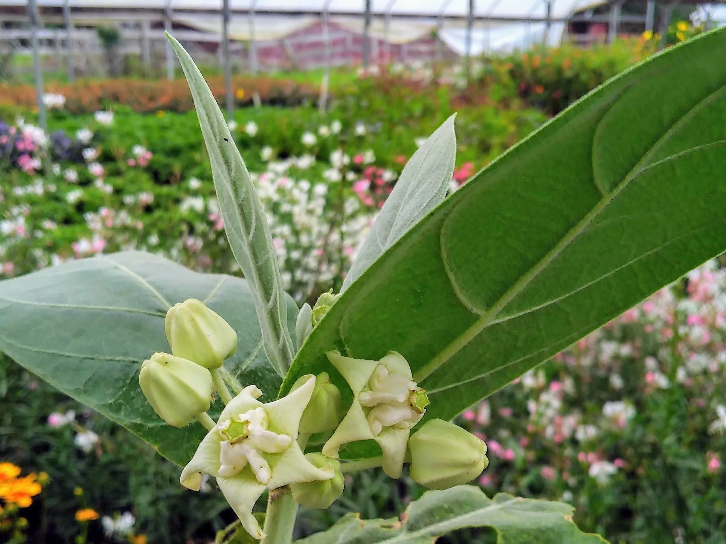 Calotropis Gigantea.jpg