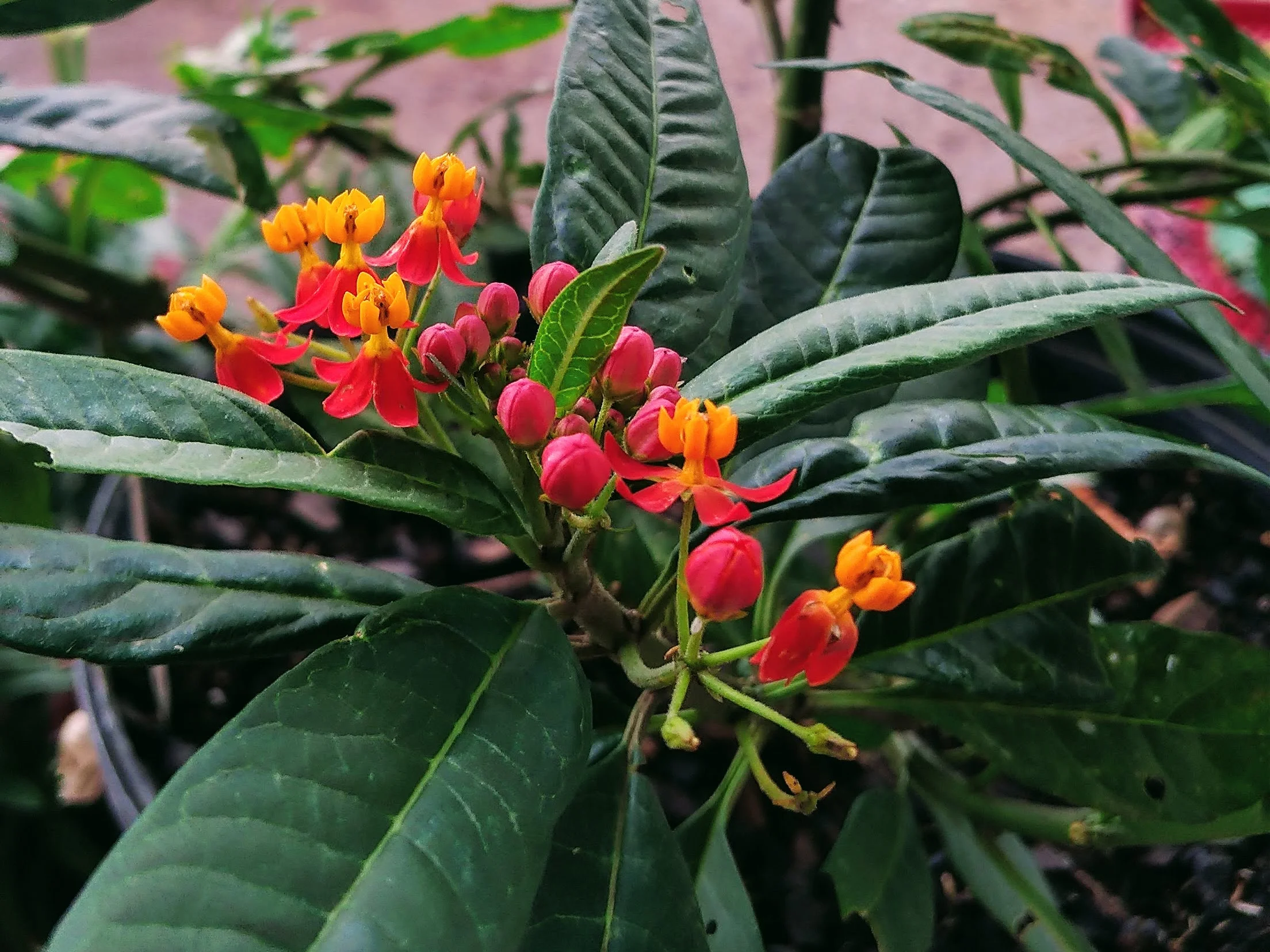 tropical-milkweed-asclepias-curassavica.jpg