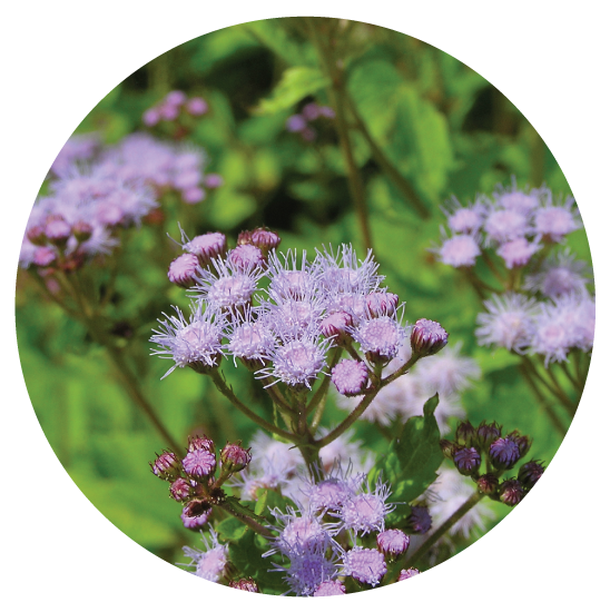 blue-mist-flower.png