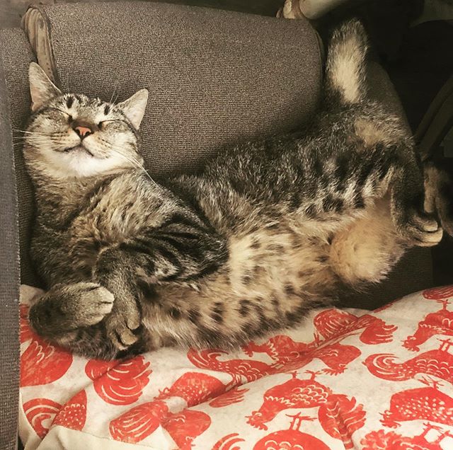 Looks like Will has this whole Monday thing figured out!#catsofinstagram #officecat #enchantedforest