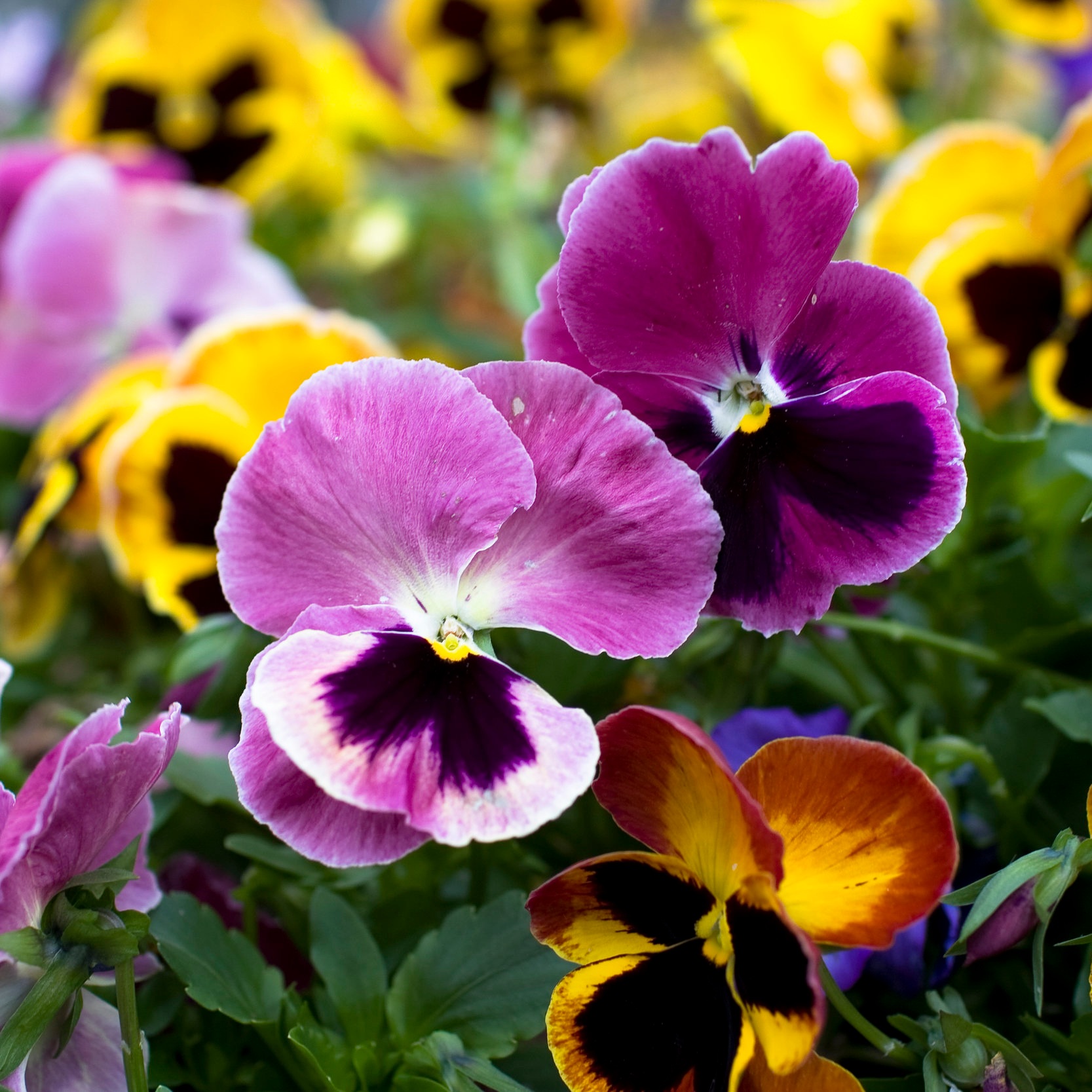 iStock_6111784_LARGE.jpg