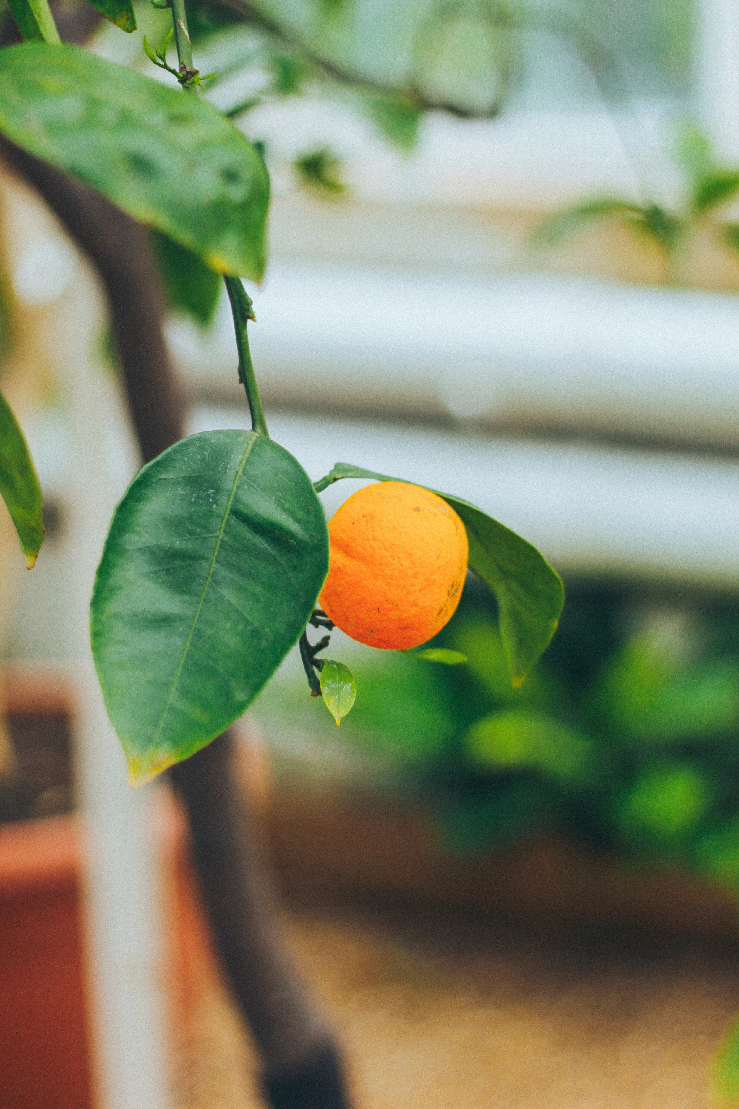 John Panzarella at The Gardens | Yes! You Can Grow Citrus!