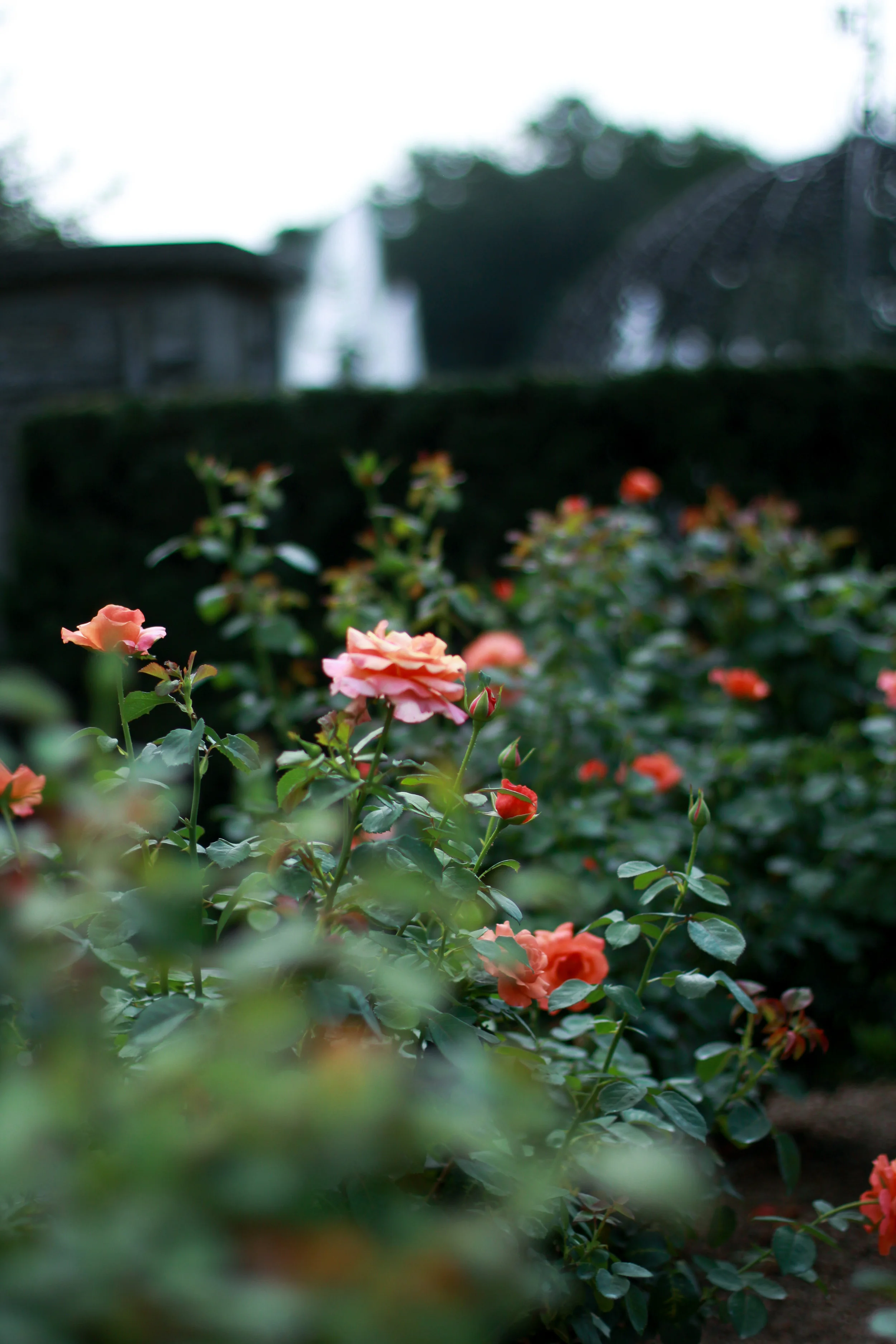 Gaye Hammond at The Gardens | Month to Month Rose Care
