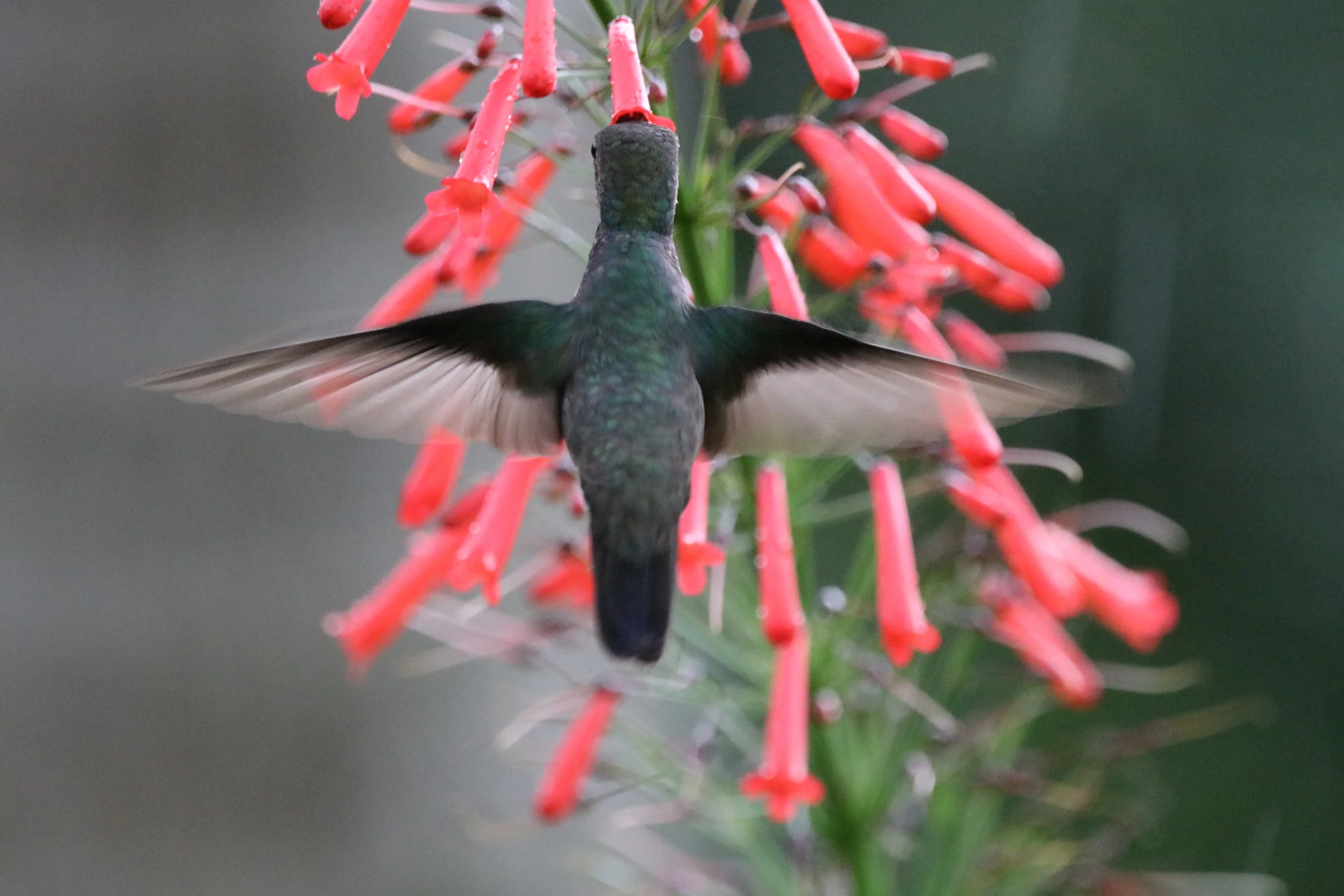 Martin Hagne at The Forest | All About Hummingbirds