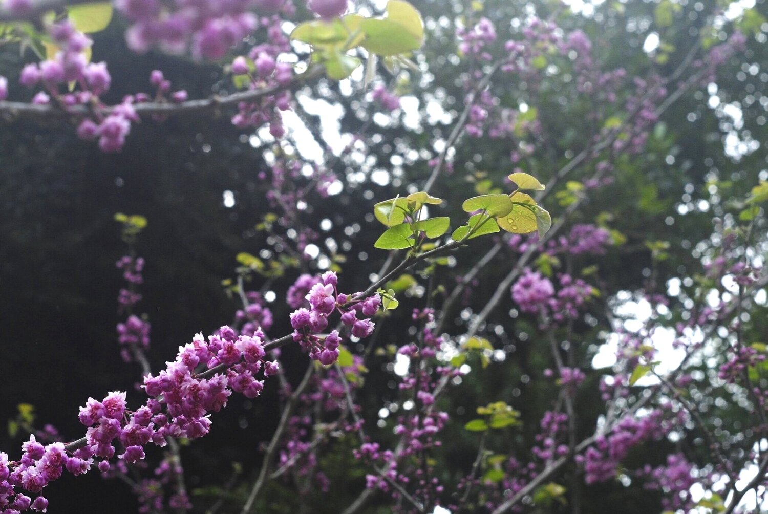 Cercis The Rising Sun Eastern Redbud - Sugar Creek Gardens