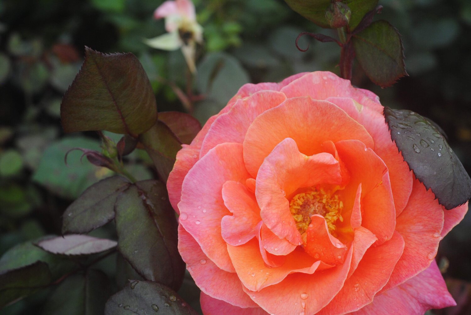 Heirloom Roses - Fire 'N' Ice Floribunda Rose Plant - Red Rose Bushes 
