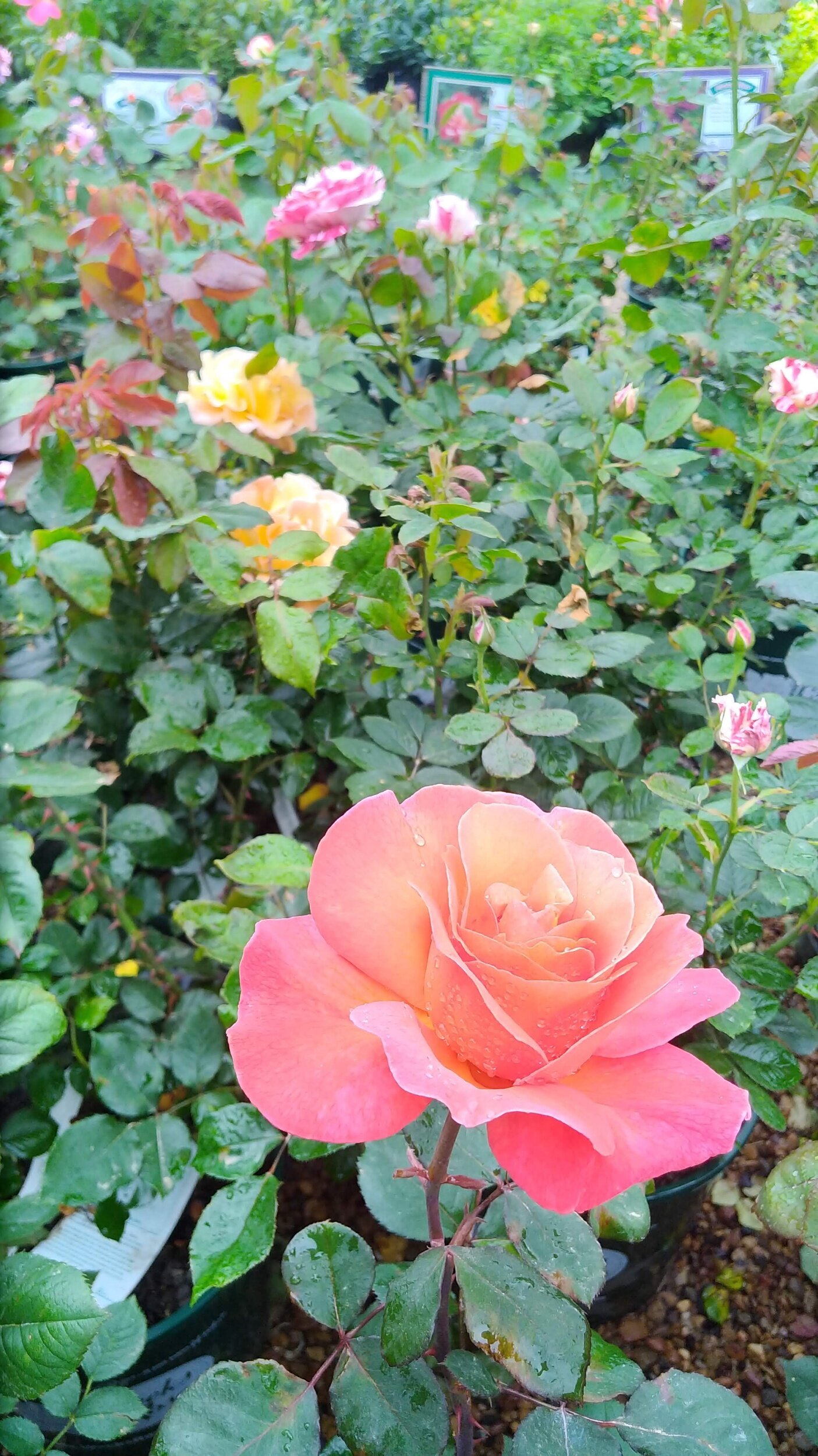Rose Garden by Addison & Gates » Reviews & Perfume Facts
