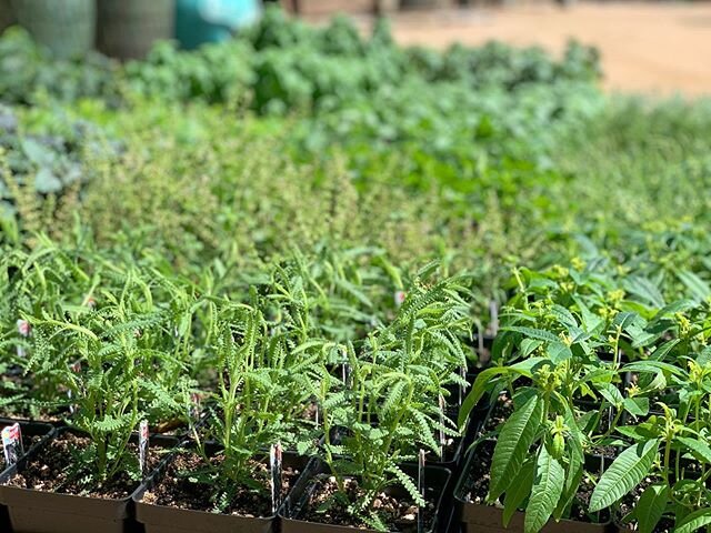 🌱MAJOR HERB RESTOCK🌱 All kinds of basil, mint, thyme and more! Lots of popular kitchen staples as well as pollinator attractors🐝🌱🦋 #herbgarden #herbs #pollinatorgarden #pollinatorplants
