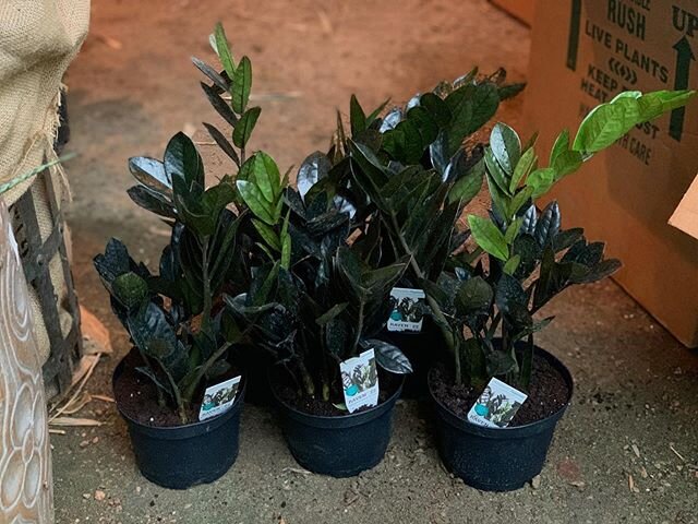This dark and stormy weather has appropriately welcomed the Raven ZZ to Enchanted Forest 😎⚡️We only have a handful, so these will be first come, first serve! They&rsquo;re going out to the sales floor today!🖤 #ravenzz #gothgarden #blackplants #rare