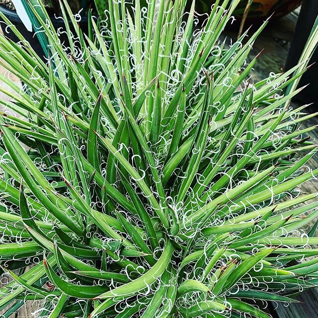 Our display of large aloes, agaves and cacti has been restocked this week with lots of new neat varieties! Check out this #agaveleopoldii