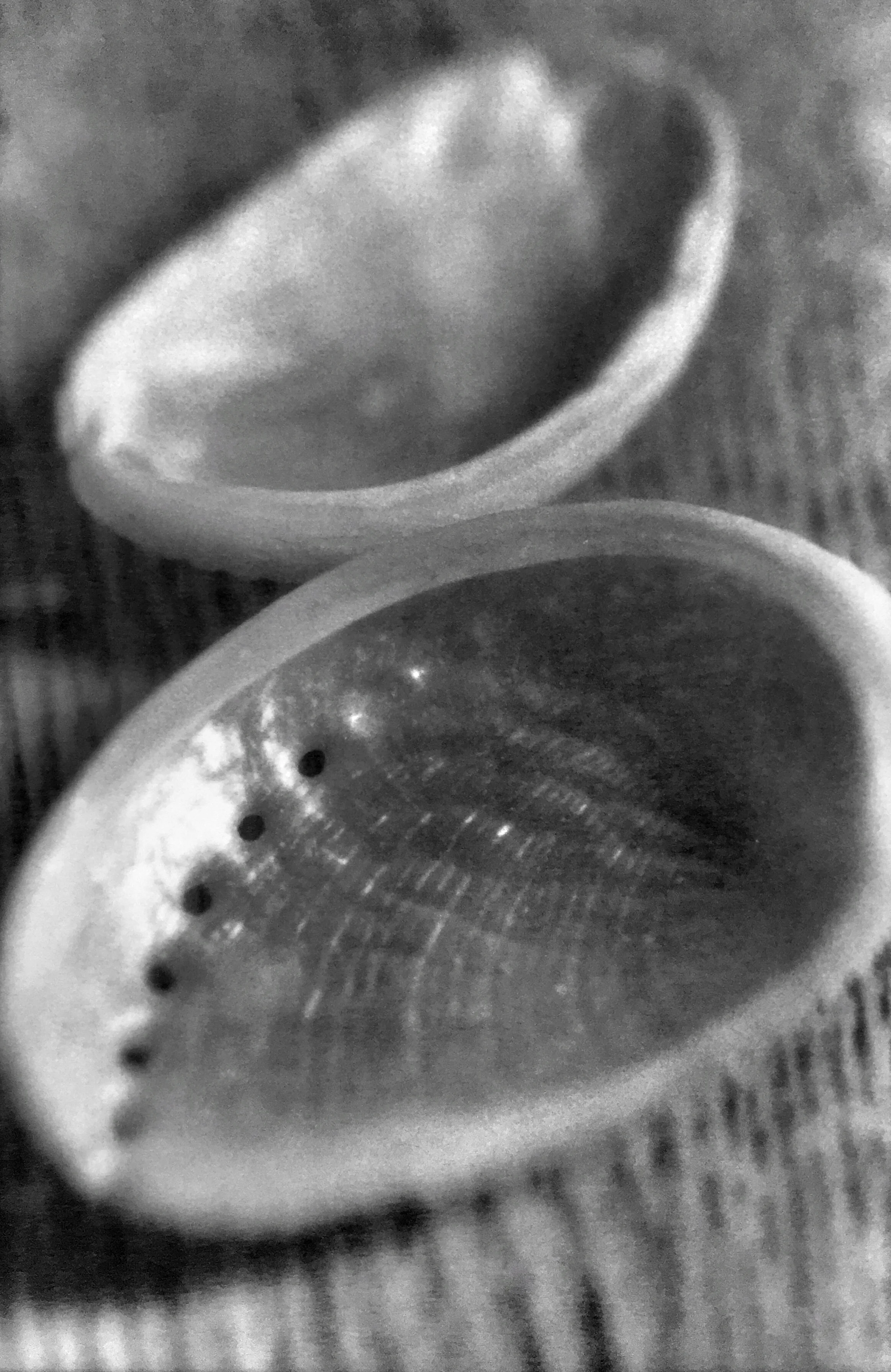 Abalone, 2002