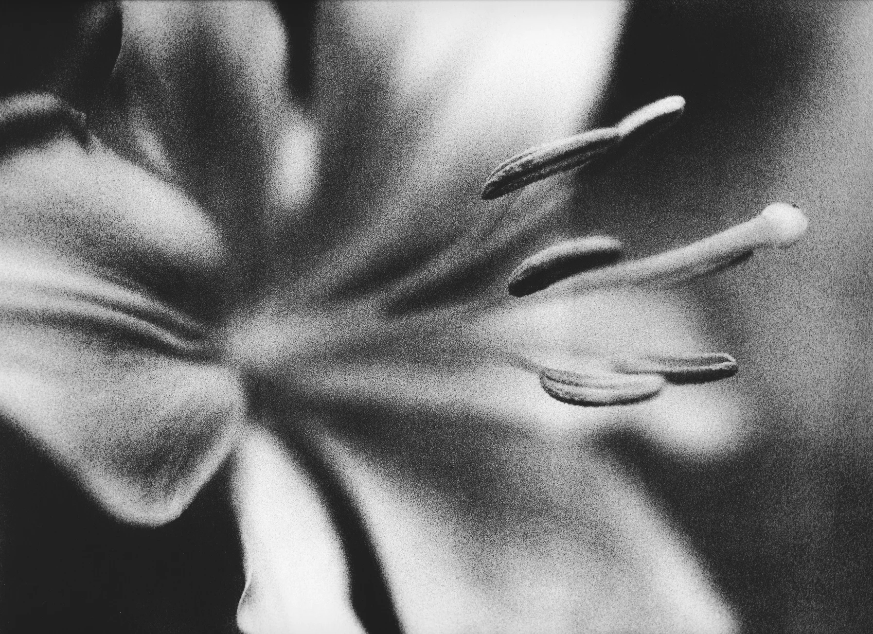 Lilly in the Dark, 2005