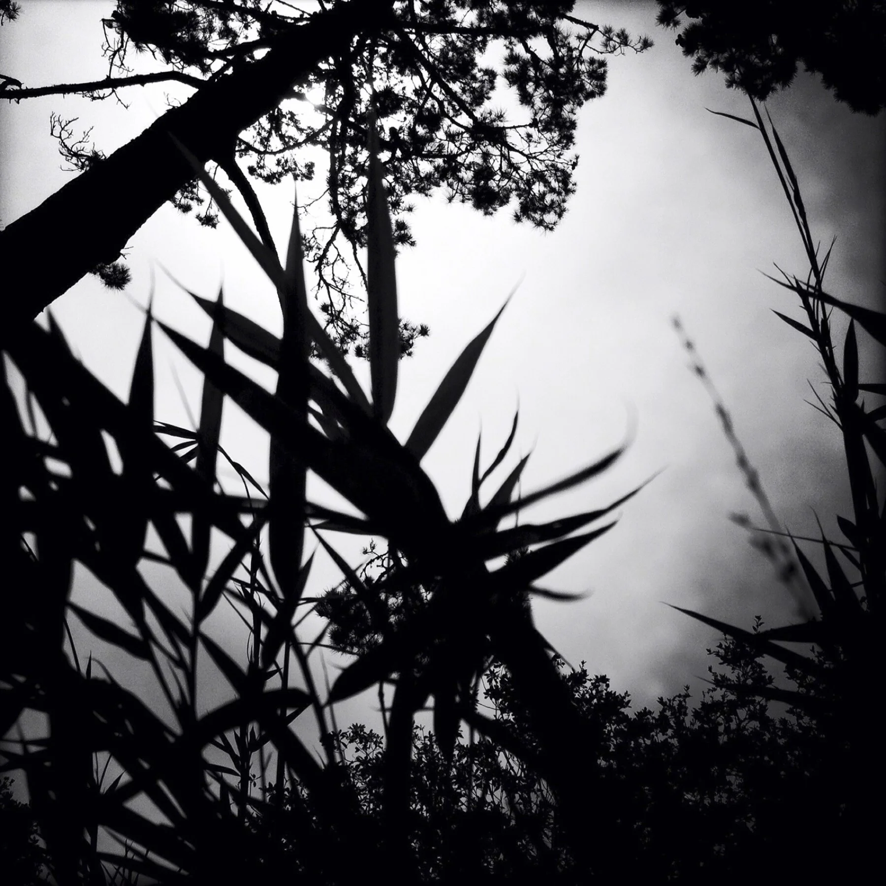 Backyard Jungle, 2012