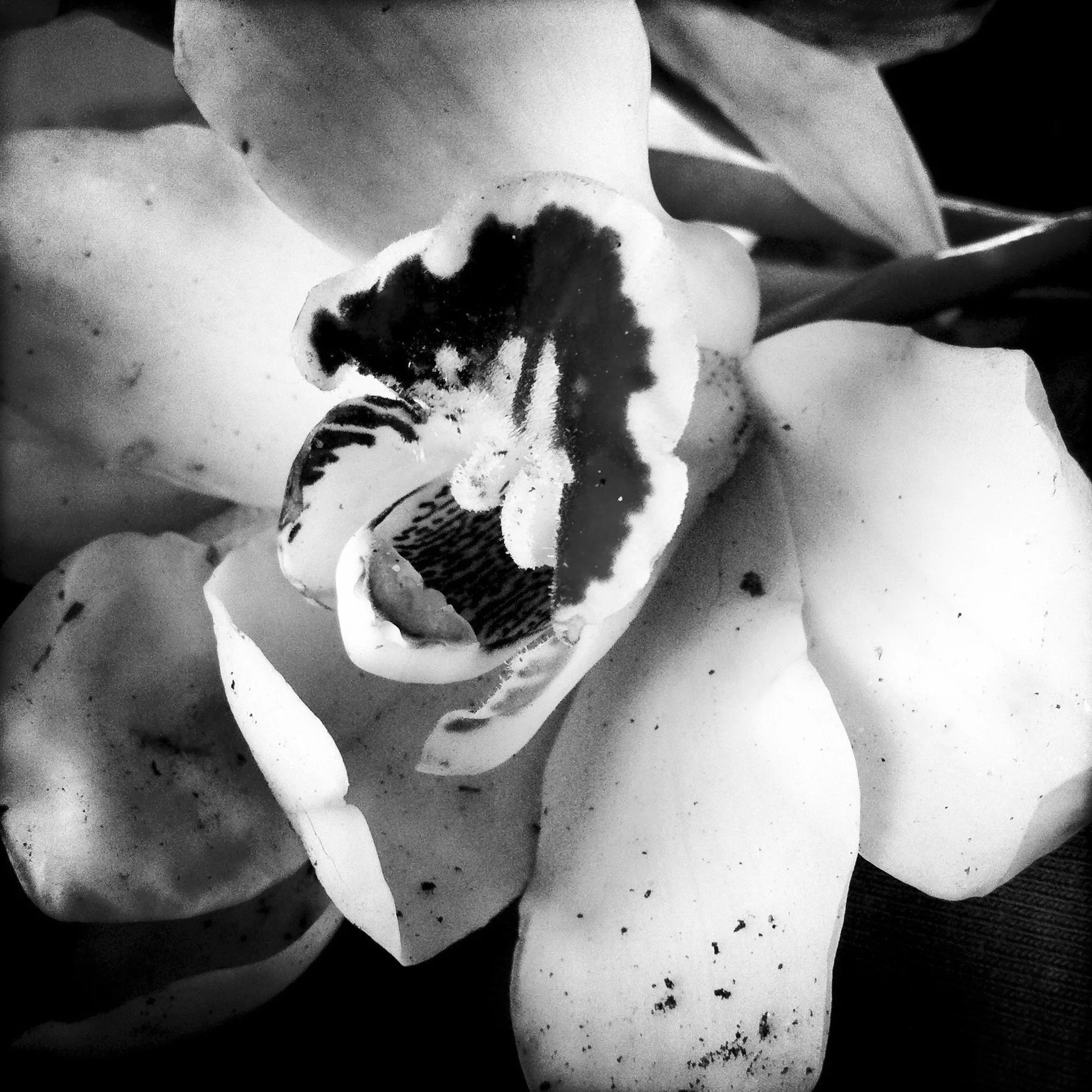 Cymbidium, 2012